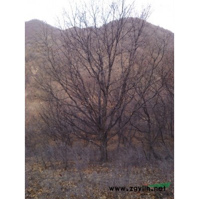 河北丛生蒙古栎，河北丛生五角枫