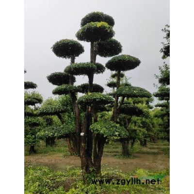 四季常青造型树大叶女贞造型树