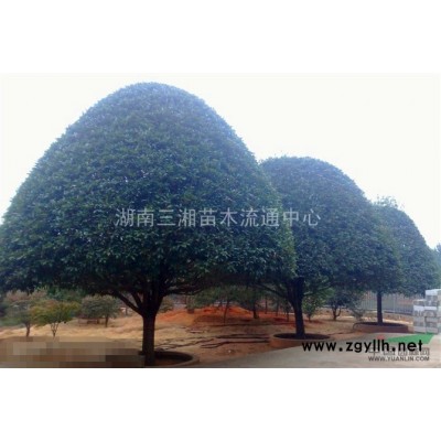 龟甲冬青、法国冬青