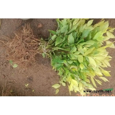 各种规格金叶榆插扦苗