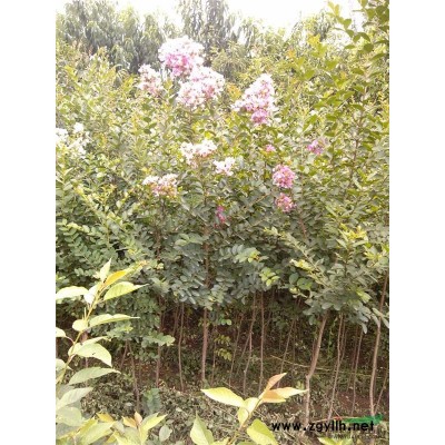 大量五角枫幼苗