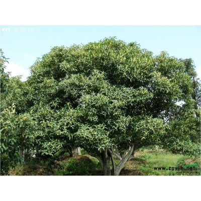 蚌埠金牛湾供应红叶石楠