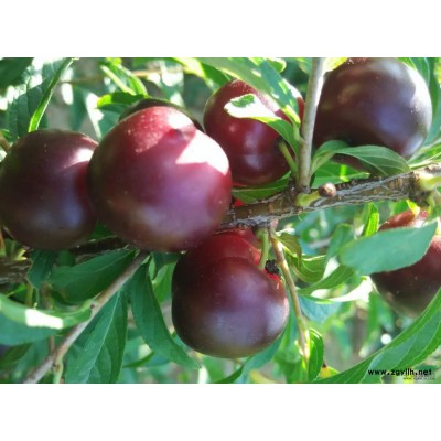 大量京桃一手货源