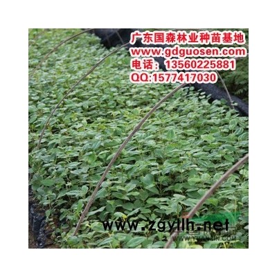 广西宫粉紫荆_弯叶树_素心花_洋紫荆 _宫粉紫荆