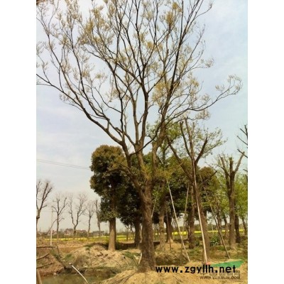 出售千层金  高度150公分30元