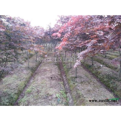 浙江萧山地区羽毛枫