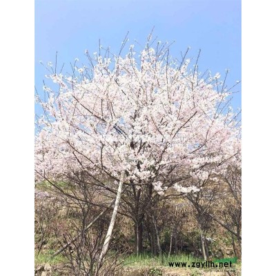 东京樱花报价/东京樱花图片/东京樱花基地