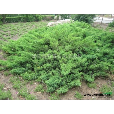 低价出售 4公分金丝垂柳 金丝垂柳小苗 45元一棵 货源1万