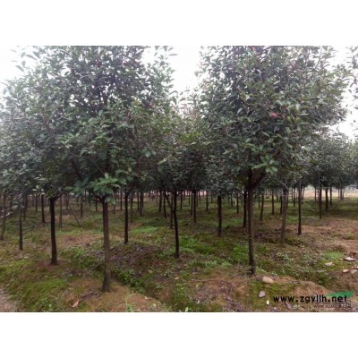 4年生红叶石楠低价出售