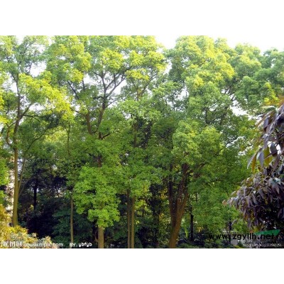 供应D3--6罗汉松2000株