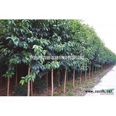 大叶女贞_东台女贞_东台大叶女贞_大叶女贞苗