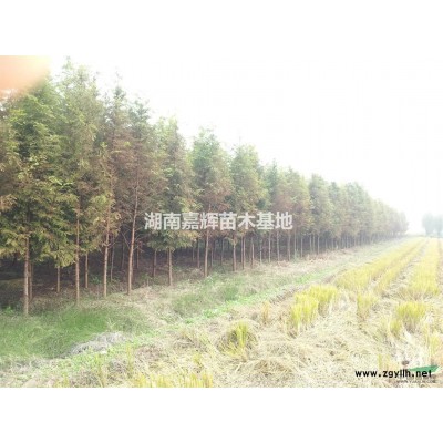 湖南水杉，水杉供应，水杉批发，湖南*便宜水杉，水杉