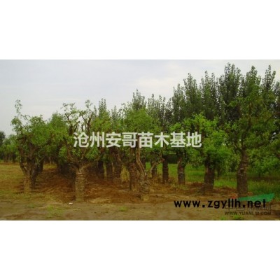 古枣树型号*，直销价格