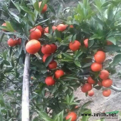 广西沙糖桔果苗基地信息