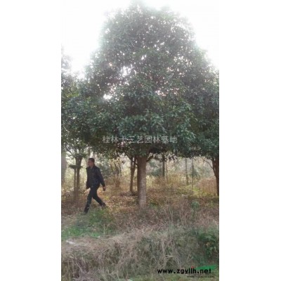 工地变动桂花处理，桂花，银杏，八月桂，四季桂，金桂**低价
