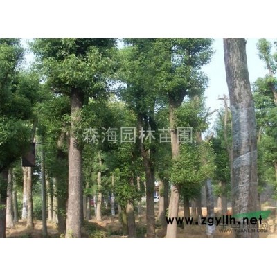 红叶石楠低价出售