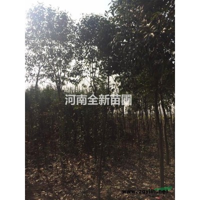供应大量大叶女贞