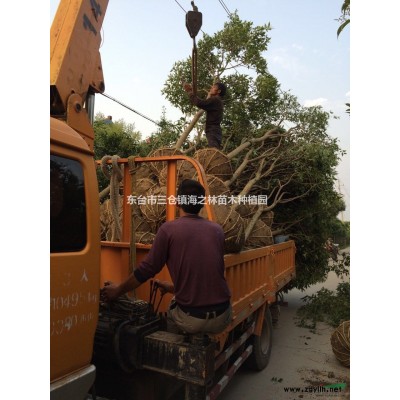 女贞苗木基地/江苏东台东部沿海开发区附近；交通方便，苗木种植