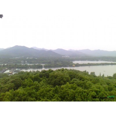 黄杨专场 直供 *价格*低