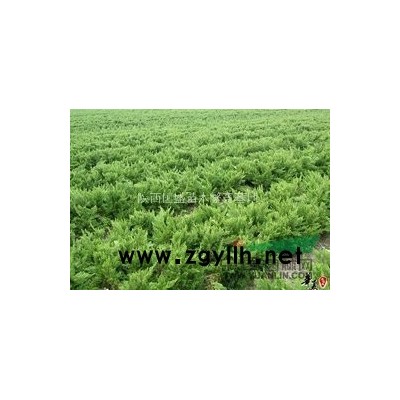 樟子松:营养袋樟子松,容器油松