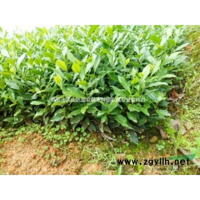 四川鄂茶十号茶苗、四川乌牛早茶苗