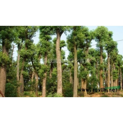 低价供应绿化用苗 红花继木