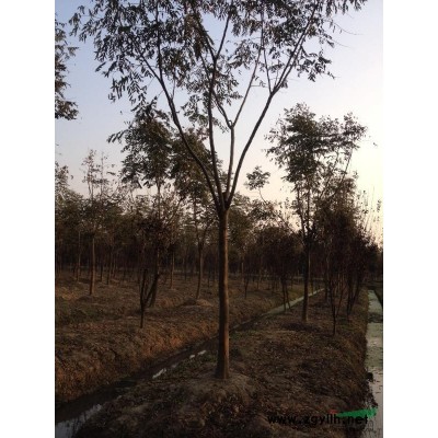 精品移载香樟20一30