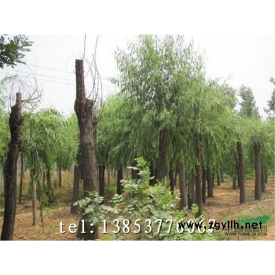 低价供应柳树