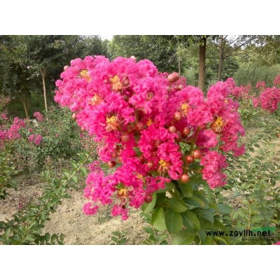 肥西玫瑰红紫薇