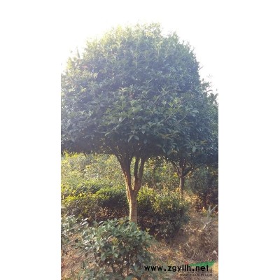 湖南绿宇苗木基地低价供应10至15公分金桂