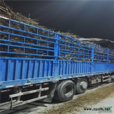 1-8公分樱 花泰安樱花基地 品种多 规格全