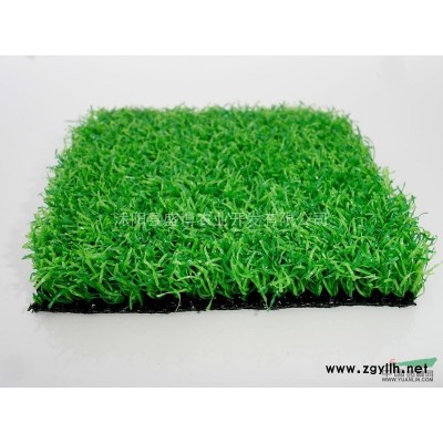 磁县马尼拉草坪价格3.2元