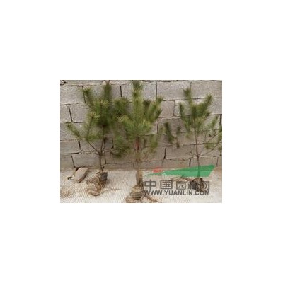 1米-1.5米油松树苗基地直销