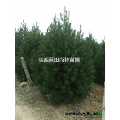 陕西西安供应白皮松