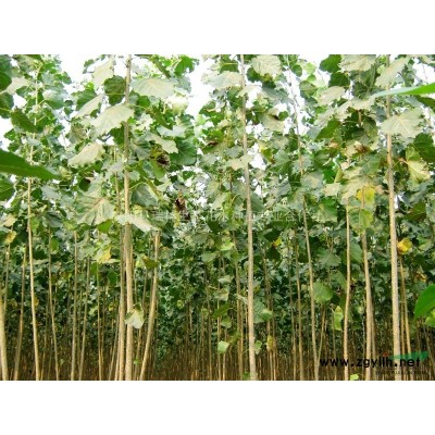 低价出售红叶石楠毛球