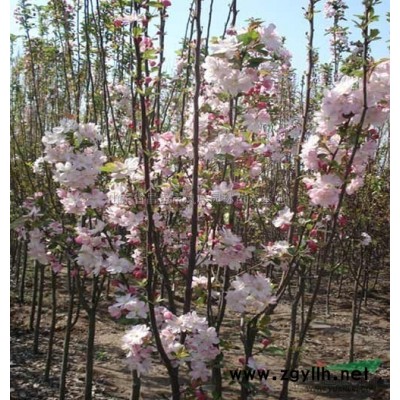 山东供应大规格紫叶李12-18CM