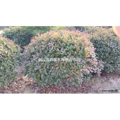 处理单干石楠1000棵