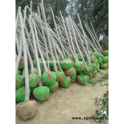 甘肃批发零售1米-5米云杉