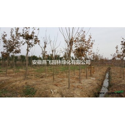 栾树 8-14公分，栾树价格，安徽栾树市场行情