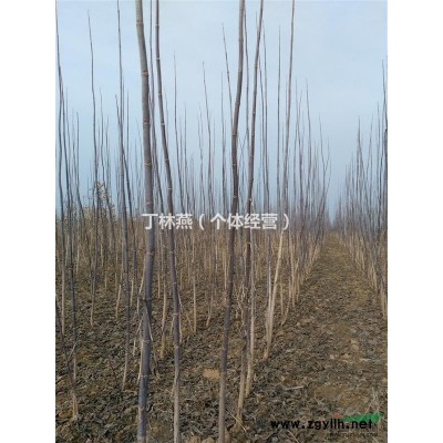 国槐、白腊、复叶槭胸径2-3公分50亩紧急出售