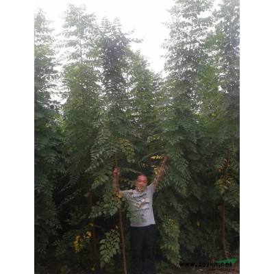 法桐10--20公分两年冒