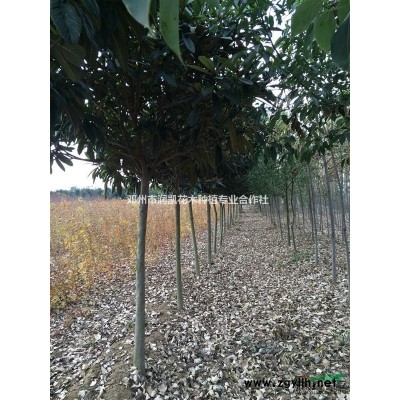 河南省邓州市大量供应5-7公分银杏树