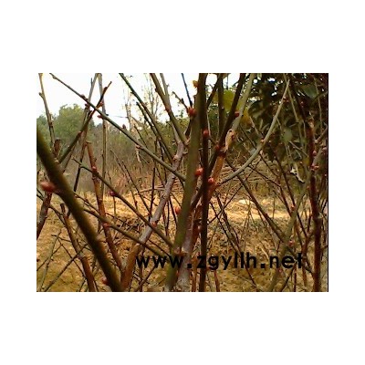 安徽、肥西三角枫，肥西三角枫价格