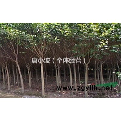 供应朴树8--25公分，300株，量大从优