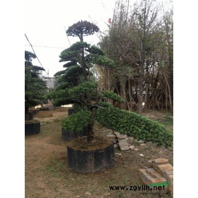 供应玉兰，红梅，紫微，樱花，乐昌含笑