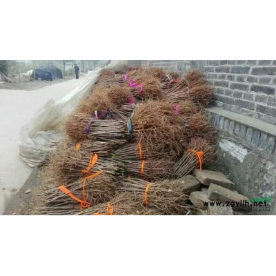 供应1～5年优质银杏苗