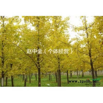 供应大量2—30银杏树