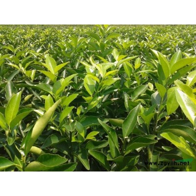 广西毛杜鹃/广西红继木/毛杜鹃扦插苗/红继木扦插苗毛杜鹃杯苗