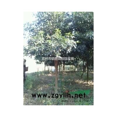 广西地区供应香樟3-6公分