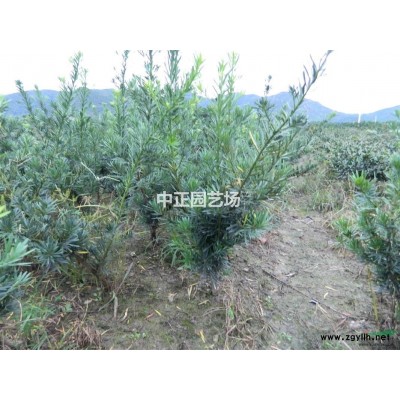 罗汉松小苗（移植三年）